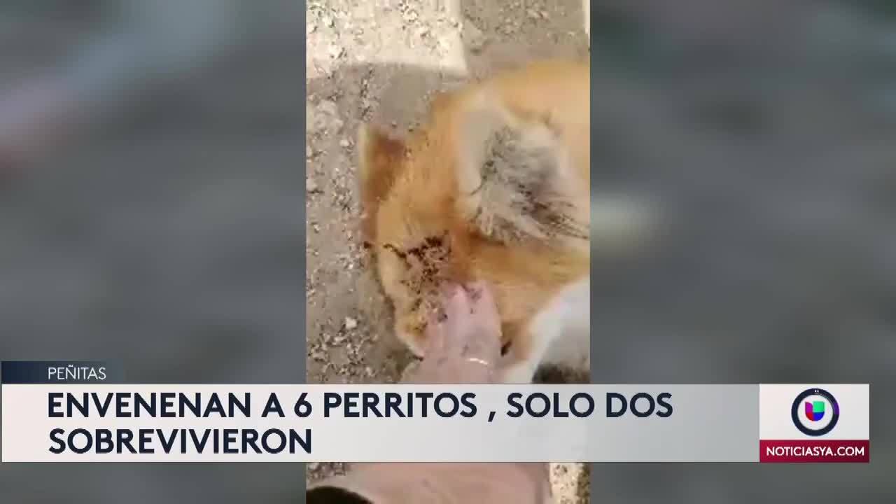 Maltrato animal