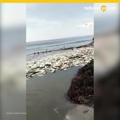 Miles de peces sorprenden a pescadores en Venezuela.mp4