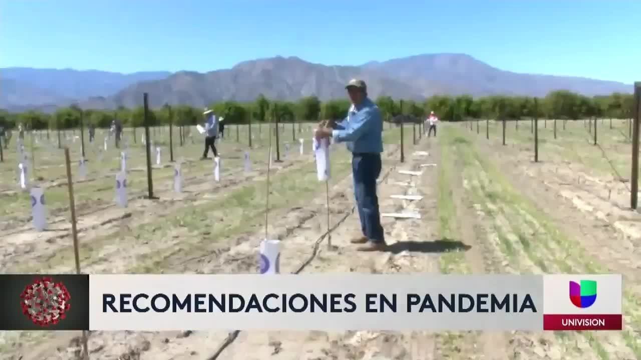 agricolas