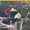 Pandas gigantes del zoológico de San Diego serán devueltos a China