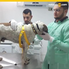 Sacerdote presenta perros callejeros en misa para encontrarles hogar