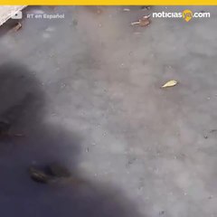 Cómo sobreviven los caimanes al extremo frío en EEUU