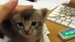 Cats And DogsCat Adoption Near MeScotish Fold Kitties Enjoing Catnip Plant