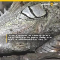 Iguanas caen de arboles en Florida
