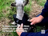 Una maleta para cargar a tu perro