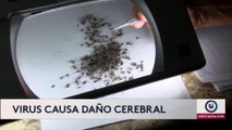 Mosquitos en Florida