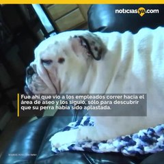 Bulldog muere aplastada en mesa electrica de PetSmart