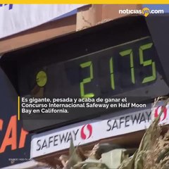 Impresionante calabaza de casi una tonelada gana concurso en California