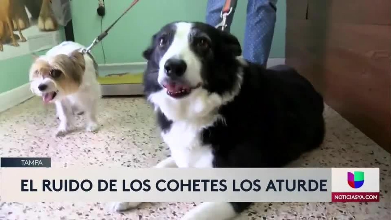 Recomendaciones para sus perros para este 4 de julio