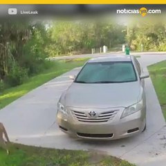 Puma caza gato en Florida