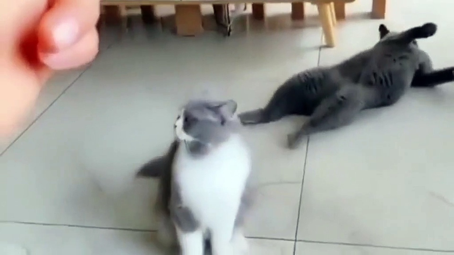 cat and dog #cat #dog #animal