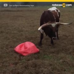 Toro explota pelota con sus cachos