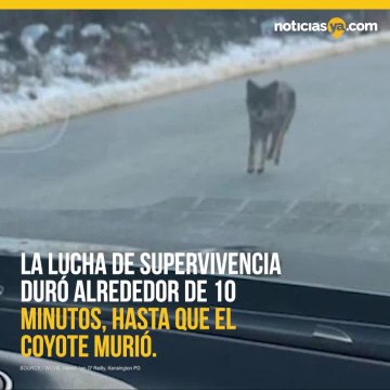 Padre estrangula a coyote que atac%c3%b3 a su hijo de 2 a%c3%b1os.mp4