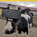 Vacas usan lentes de realidad virtual para mejorar su leche.mp4