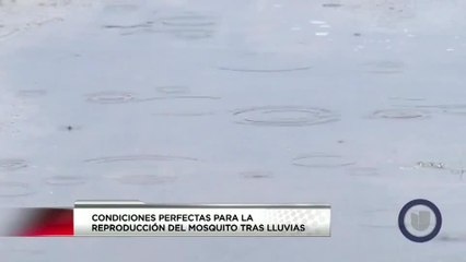 prevencion de mosquitos
