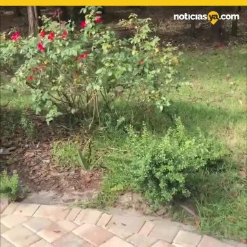 Serpiente venenosa se come a otra mientras llega una avispa y la ataca