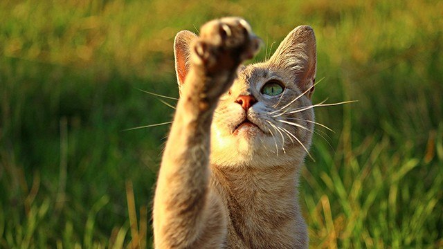 Ikuti Tips Ini untuk Mencegah Kucing Mencakar Jok Motor