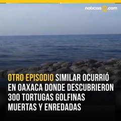 Mueren mas de 300 tortugas en Mexico