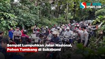 Sempat Lumpuhkan Jalan Nasional, Pohon Tumbang di Sukabumi