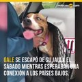 Perro de concurso apareci%c3%b3 tras cuatro d%c3%adas perdido en aeropuerto.mp4