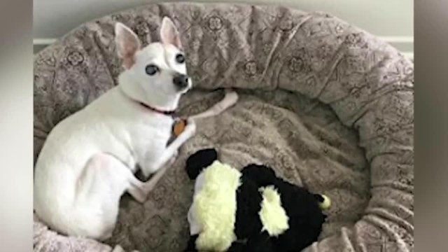 Mejor salud al tener mascotas