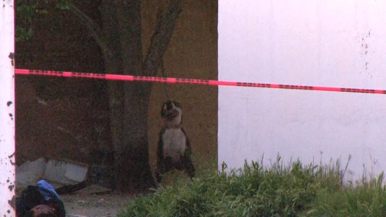 JZ PERRO MATA A HOMBRE PKG 15MARZO2019