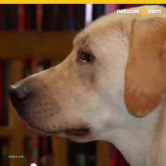 No toques ni le des a tu perro snacks de "orejas de cerdo", advierten
