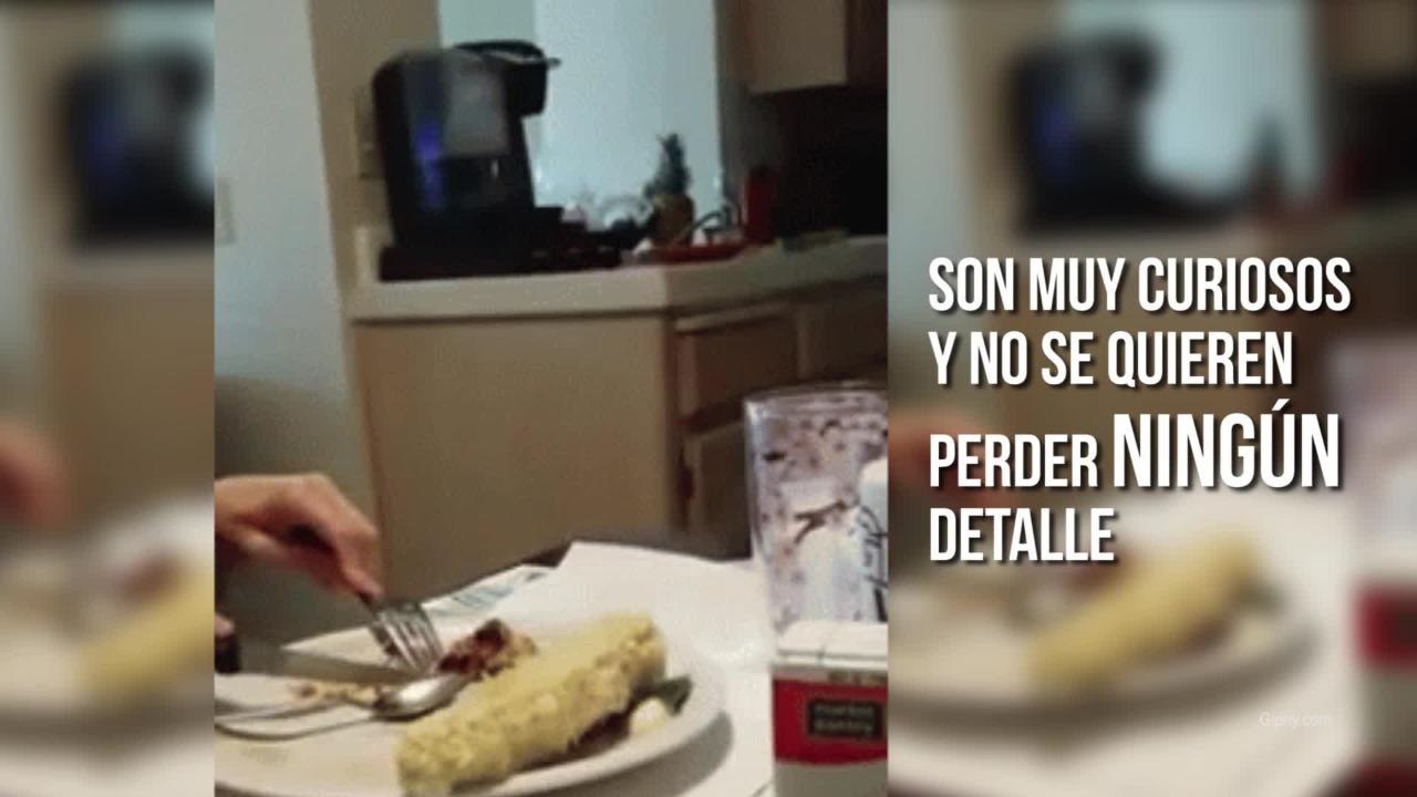 Razones por las que amamos a los perros