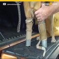 Perro con prótesis