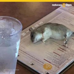 Rata viva cayo sobre menu de una mujer en restaurante de LA