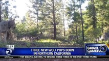 Californias only known wild wolf pack spotted with new pups - Story  KTVU - httpwww.ktvu.comnewscalifornia-s-only-known-wild-wolf-pack-spotted-with-new-pups