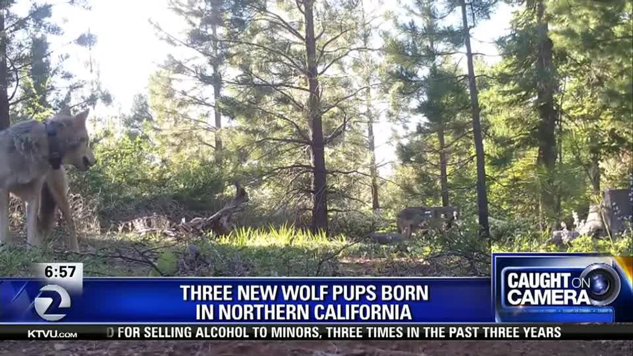 Californias only known wild wolf pack spotted with new pups - Story  KTVU - httpwww.ktvu.comnewscalifornia-s-only-known-wild-wolf-pack-spotted-with-new-pups