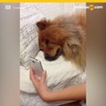 VIDEO: Perrita extraña tanto a su mamá humana que llora en FaceTime