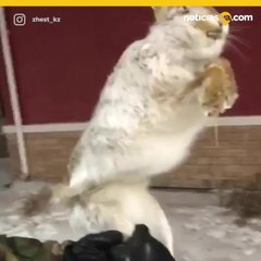 Animales mueren congelados