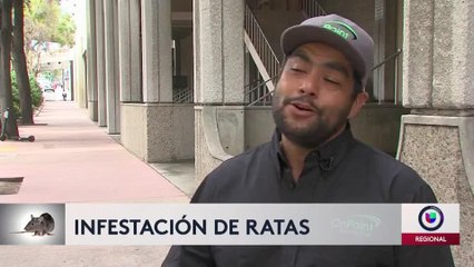 Advierten infestación de ratas en ciudades de California 11PM