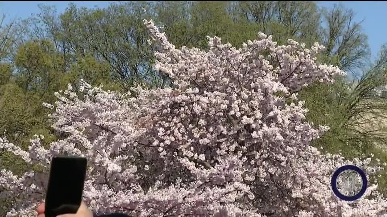 Vivo Tidal Basin