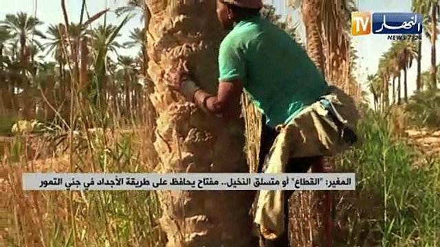 المغير: القطاع أو متسلق النخيل..مفتاح يحافظ على طريقة الأجداد في جني التمور