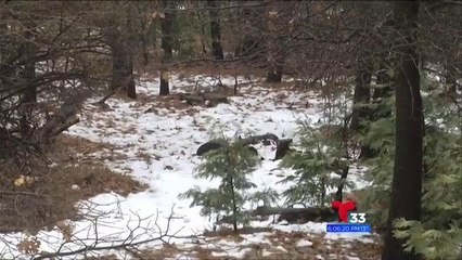 Alerta de tormenta invernal