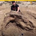 Estudiante descubre un craneo de Triceratops de 65 millones de aos