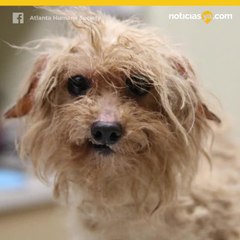 Perritos encontrados en malas condiciones en vivienda de GA