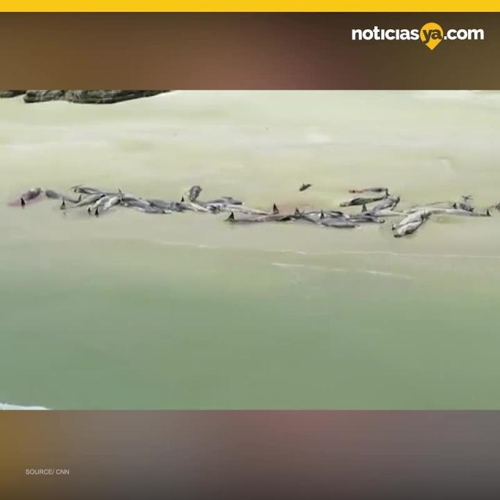 Nueva Zelanda Pilot Whole