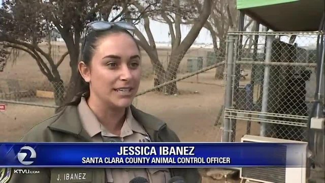 South Bay team helps reunite Camp Fire pets with owners - Story KTVU - http ktvu.comnewssouth-bay-team-helps-reunite-camp-fire-pets-with-owners (1)