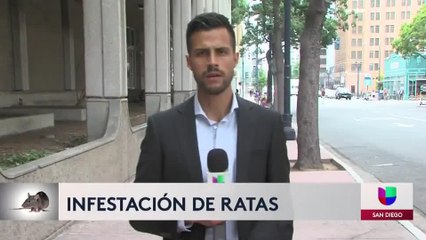 Advierten infestación de ratas en ciudades de California