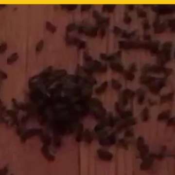 Descubre 35 mil abejas en el techo de su departamento en NY.mp4