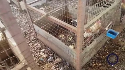 Puerto Rico: La Realidad - Las peleas de gallos podrían llegar a su fin pt3