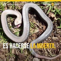 Alertan por serpientes zombi, se hacen las muertas para atacar