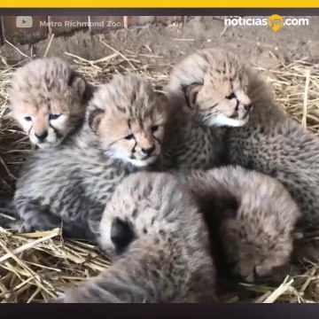 Guepardo da a luz a siete lindos cachorros