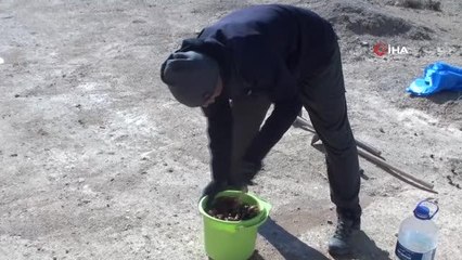 Karaman'da araştırma görevlisi 50 bin meşe palamudunu toprakla buluşturacak