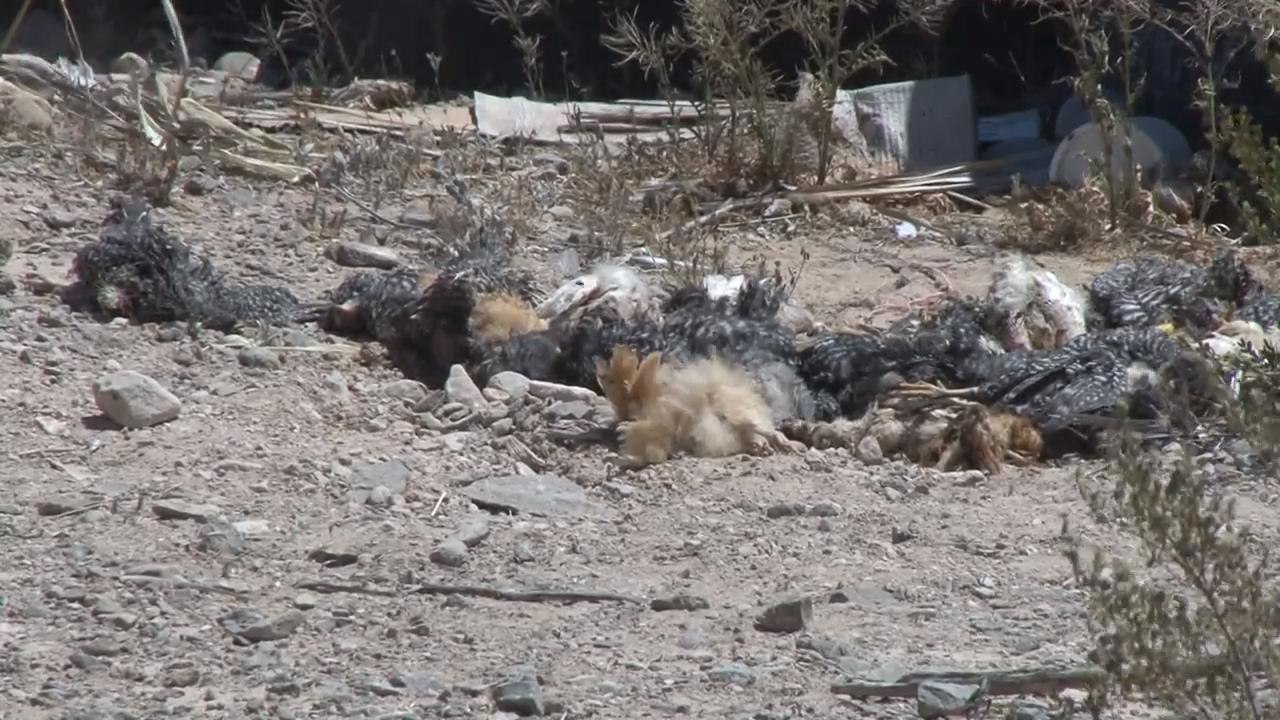 JZ ATACA EL; CHUPA CABRAS VO 17ABRIL2019