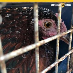 VIDEO: Más de 600 animales rescatados tras abandono durante Florence